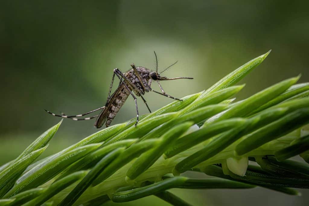 inland floodwater mosquito 8840742 1280