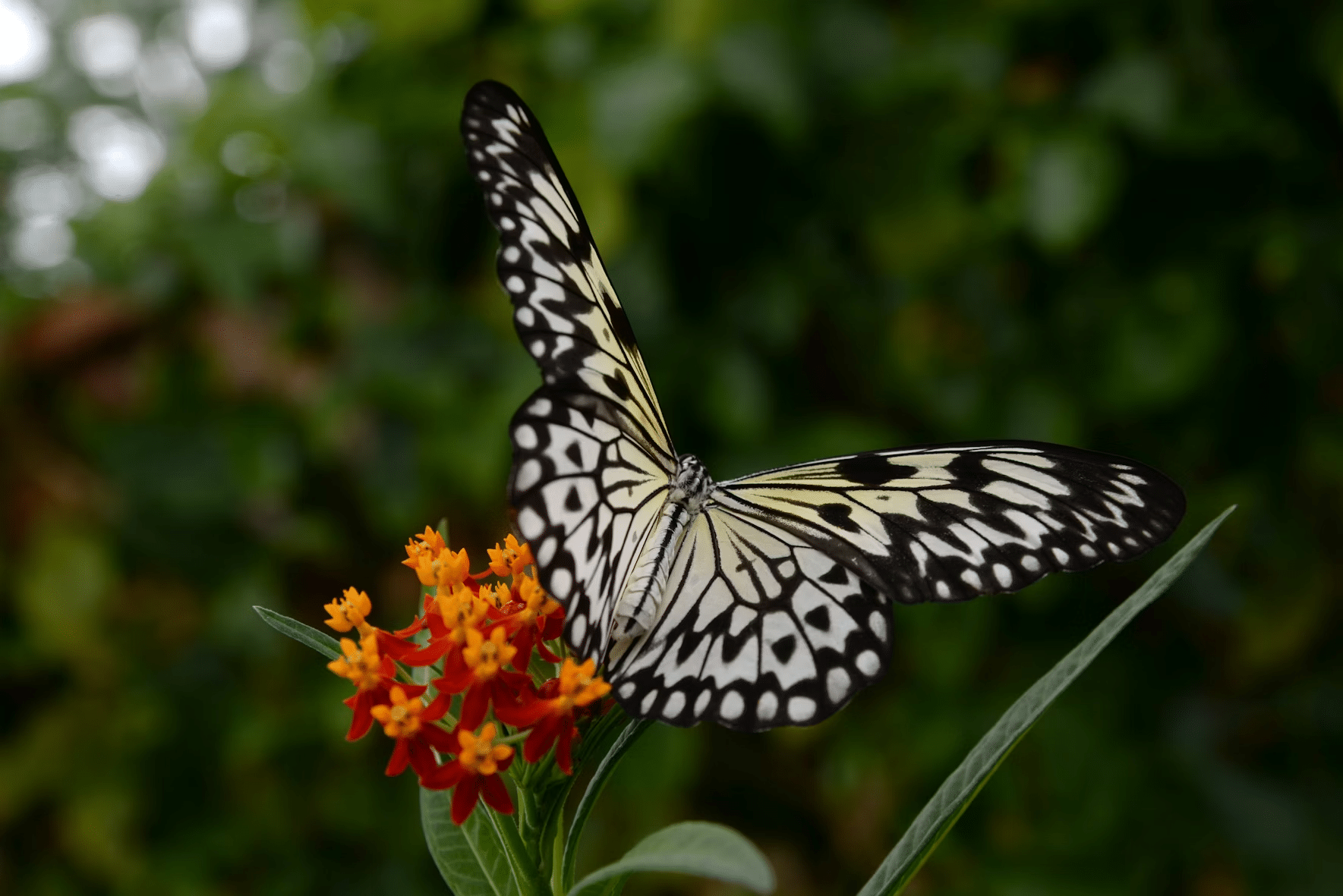 motýl na Asclepias syriaca