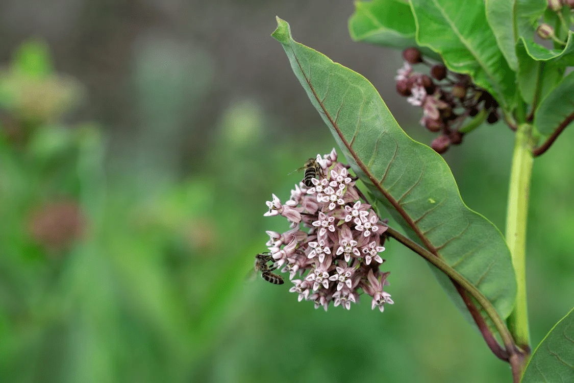 včely na Asclepias syriaca